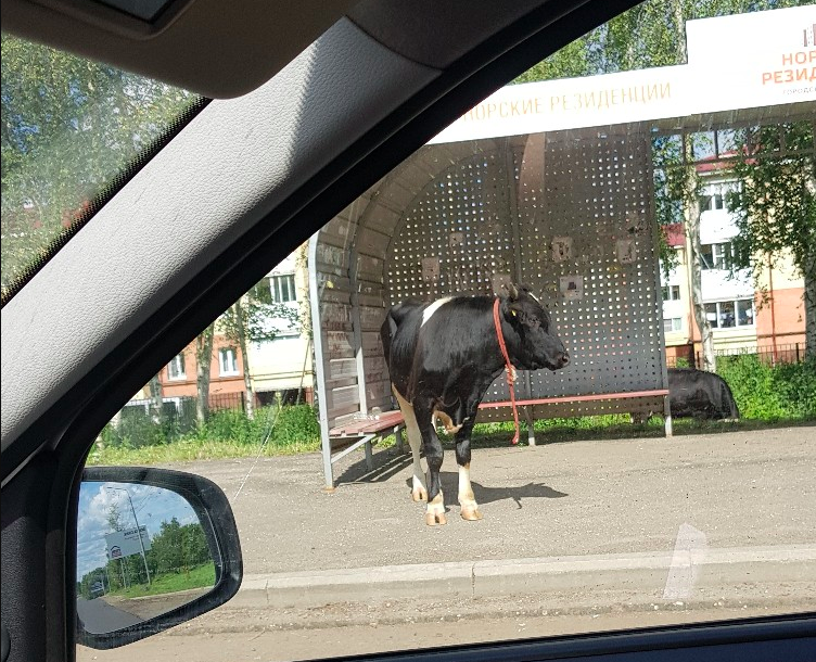В Ярославле на дорогу вышли пастись коровы: фото