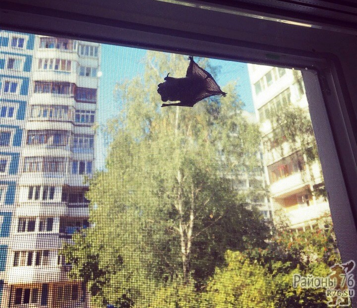 Залетают в квартиру: ярославцев атакуют летучие мыши
