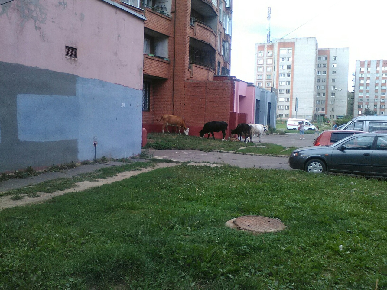 Один из дворов в Ярославле заполонили коровы: фото