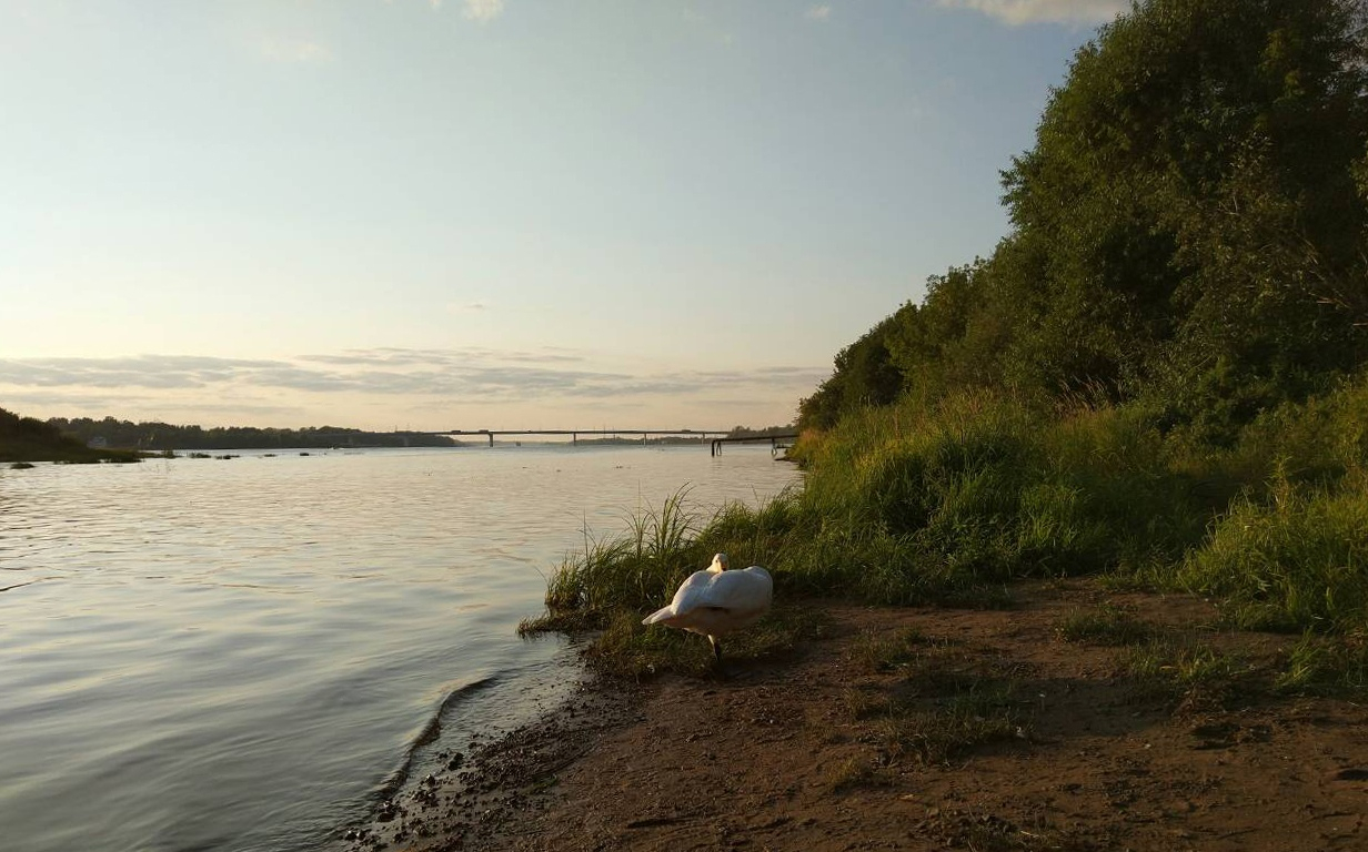 В Ярославле ручному лебедю нашли хозяина: история спасения