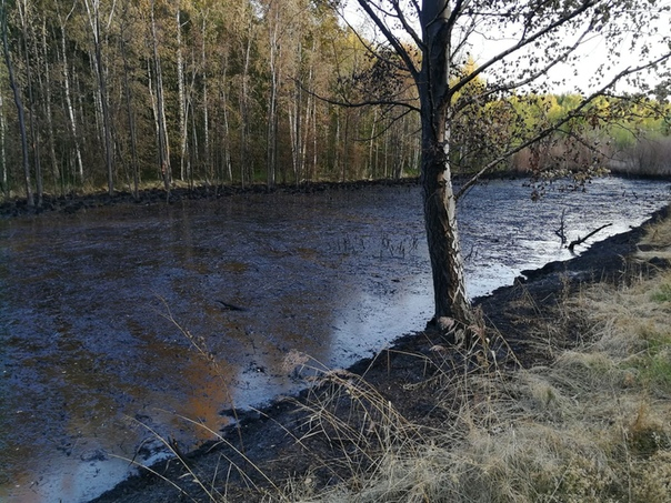 В Ярославле нашли озеро с нефтью: что говорят власти о ЧП