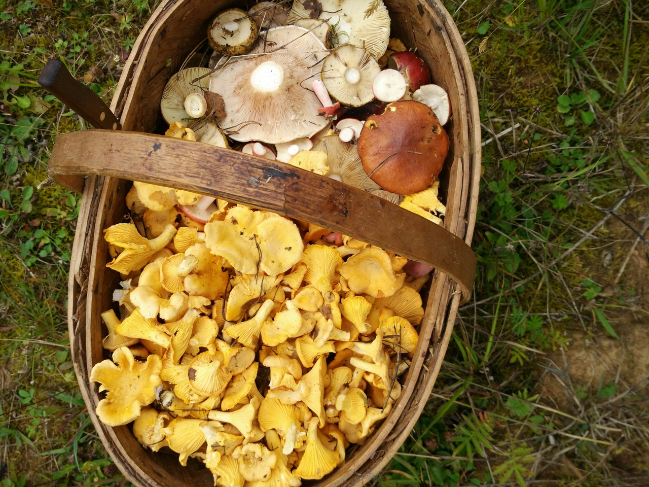 В Ярославской области пошли грибы: топ-3 самых урожайных мест