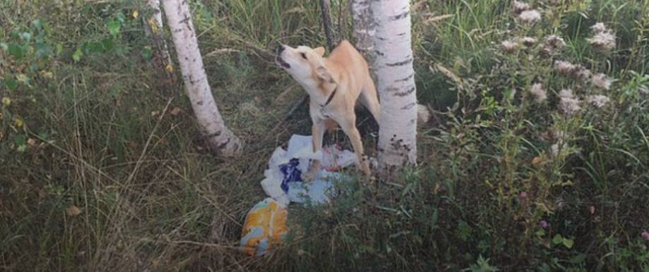 Жестокость по-ярославски: ненужную собаку выбросили из такси и привязали к дереву