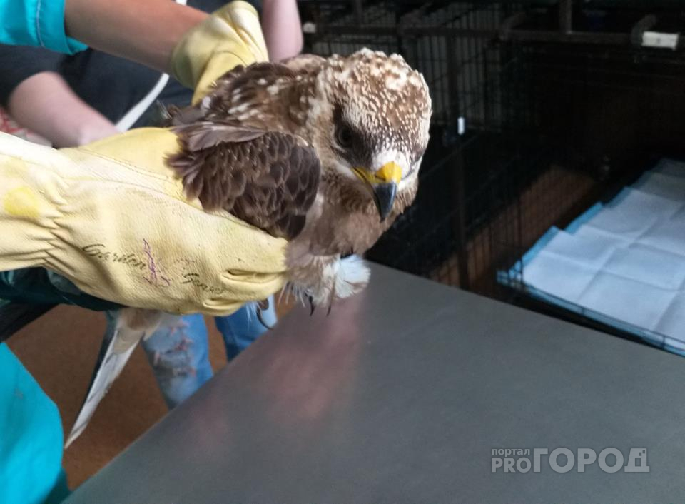 Ястреб сам пришел за помощью: ярославцы спасли раненную птицу. Фото