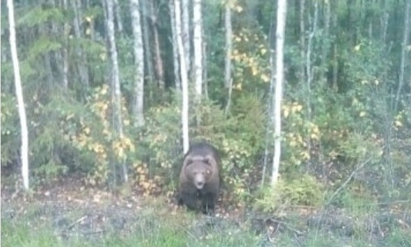 В Рыбинске к людям вышел дикий медведь: фото