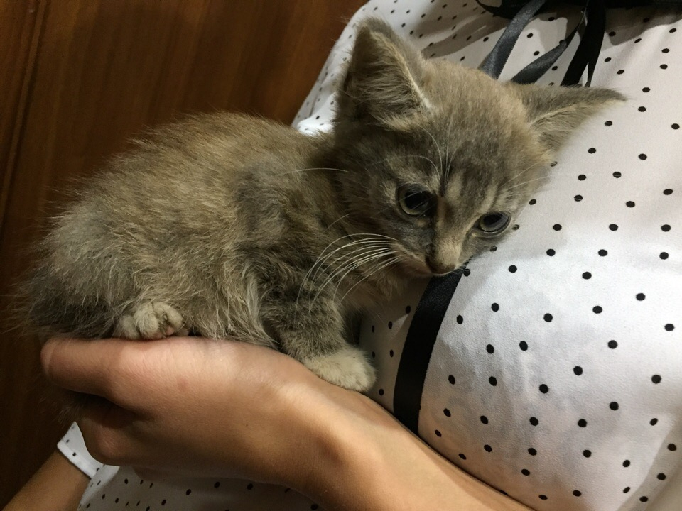 В Ярославле хозяин бросил котенка умирать у дороги: история спасения