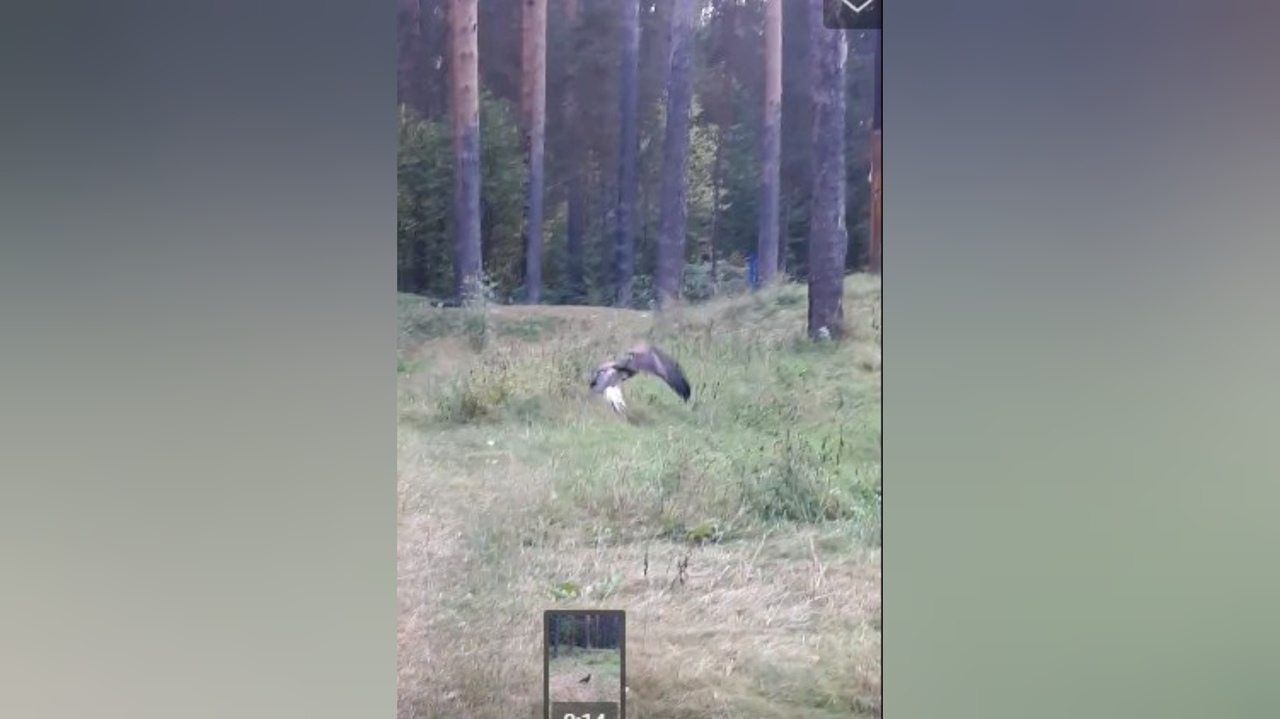 В  ярославском парке заметили хищную птицу: видео