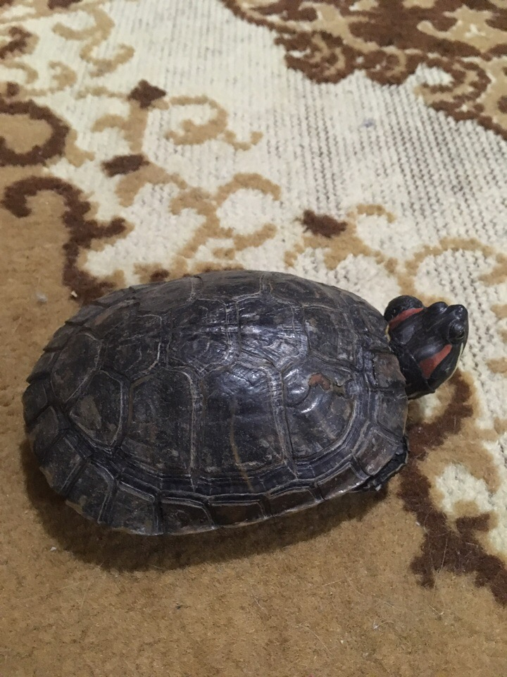 Спасенная из ярославского пруда больная черепаха ищет дом