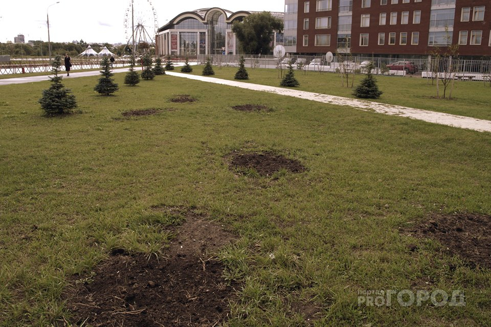 В центре Ярославля пропало 30 деревьев: в городе ищут воров
