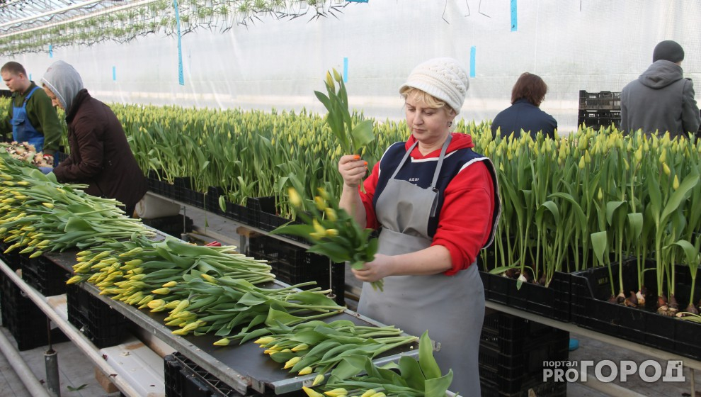 В Ярославле высадят десятки тысяч тюльпанов