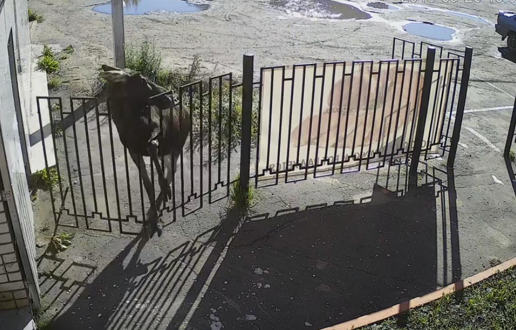 В Тутаеве напуганный лось сломал ограду у магазина: видео