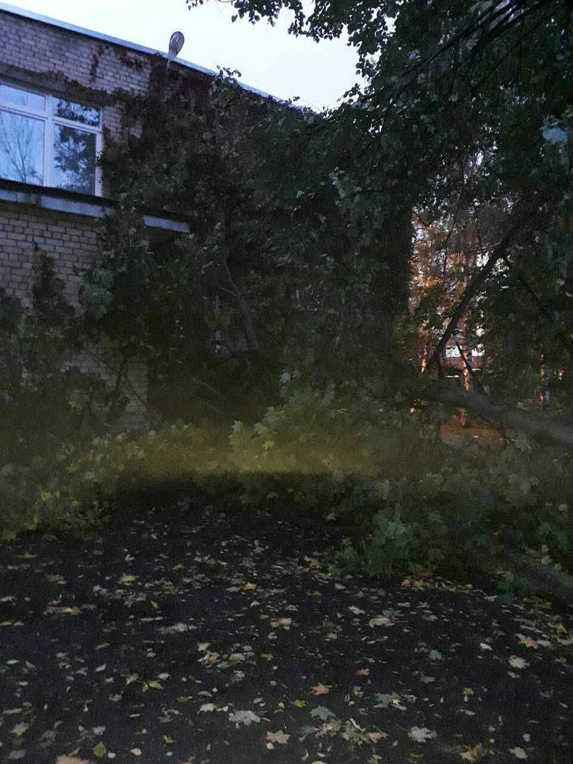На детский сад в Ярославле рухнуло огромное дерево: кадры