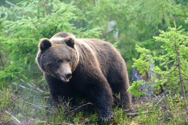 Под Ярославлем медведь ограбил пасеку егеря
