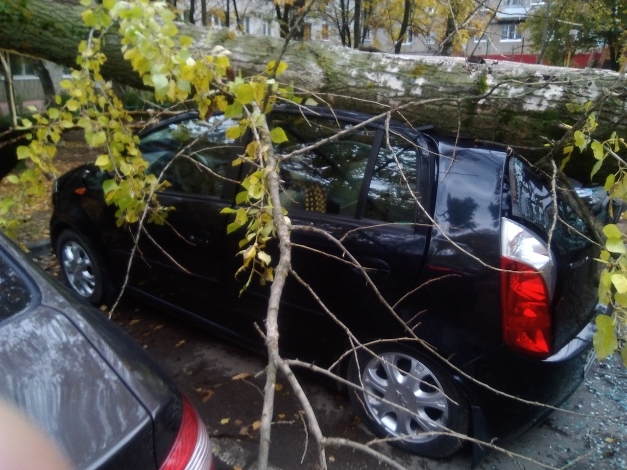 В Ярославле огромное дерево расплющило иномарку: кадры