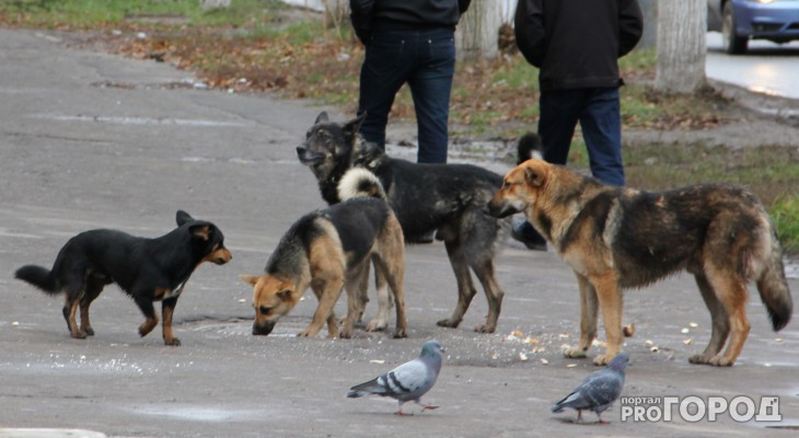 Бешеная собака напала на хозяев: ярославцы опасаются за своих питомцев