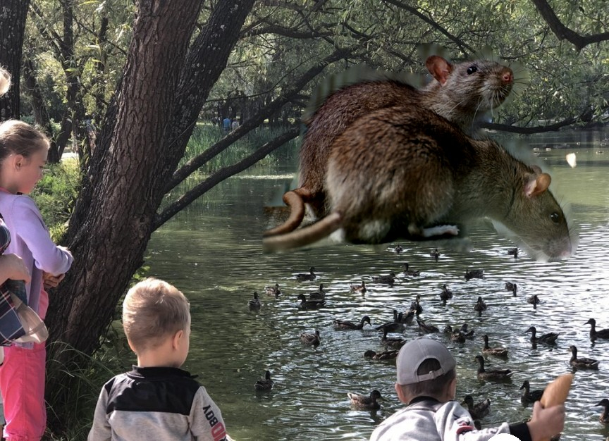 Новый парк кишит крысами: что рассказали ярославцы