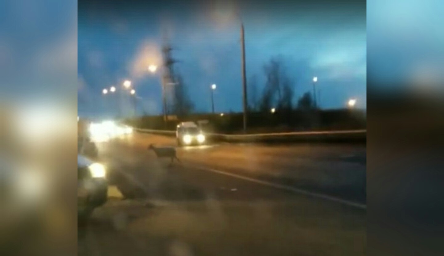 Козлы на дороге: целое стадо в Ярославле парализовало движение. Видео