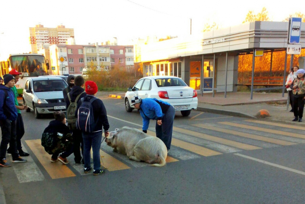 Свинья стала фотомоделью: огромный хряк гуляет с пацанами по Ярославлю. Видео