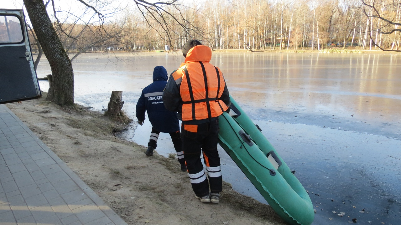 Защитить  уток от ворон приехали спасатели из Ярославля. Кадры