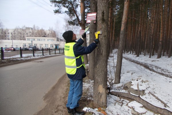 Полмиллиона за деревья: новые штрафы придумали в Ярославле