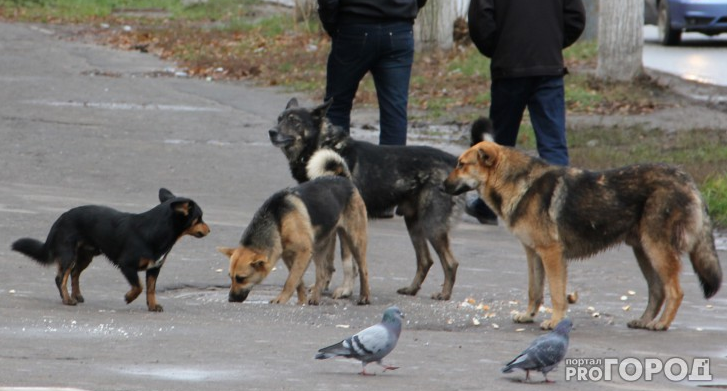 Стая собак разгромила авто судьи в Ярославле: дело ушло в Верховный суд