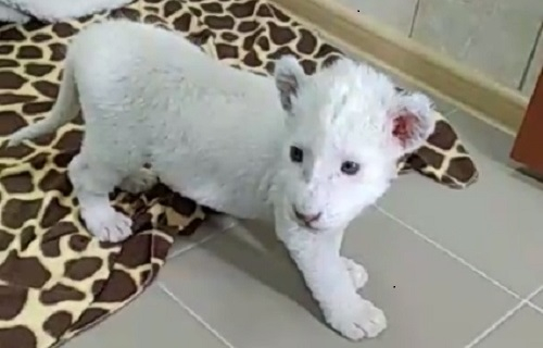 Мама белого львенка умерла при родах в зоопарке Ярославля. Видео с малышом