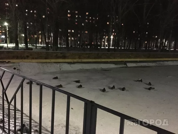 Фото к статье: Они в ледяной ловушке: жители умоляют спасти погибающих  птиц под Ярославлем