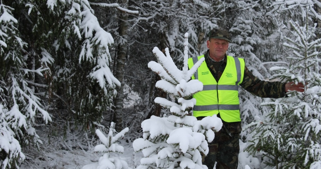 Полицию отправили в лес: что сделают с похитителями елок под Ярославлем