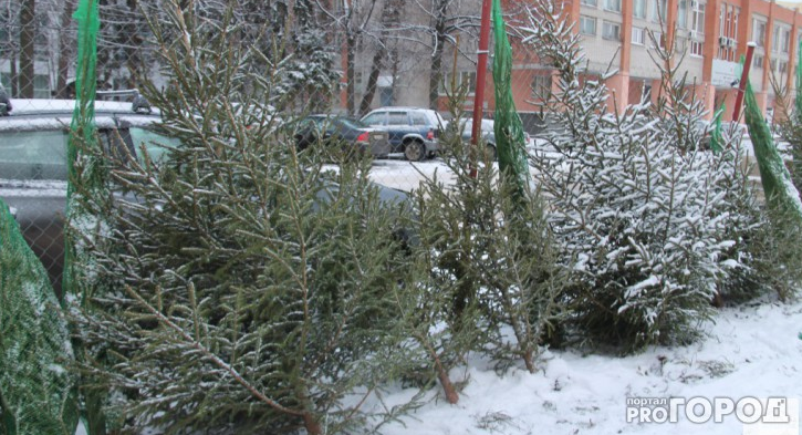 Пошлины на новогодние елки хотят ввести: платить ли ярославцам