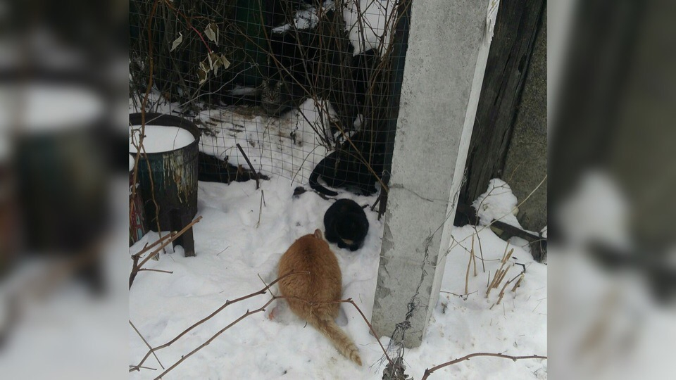 Целую деревню котов нашли в Ярославле: дачники спасают животных