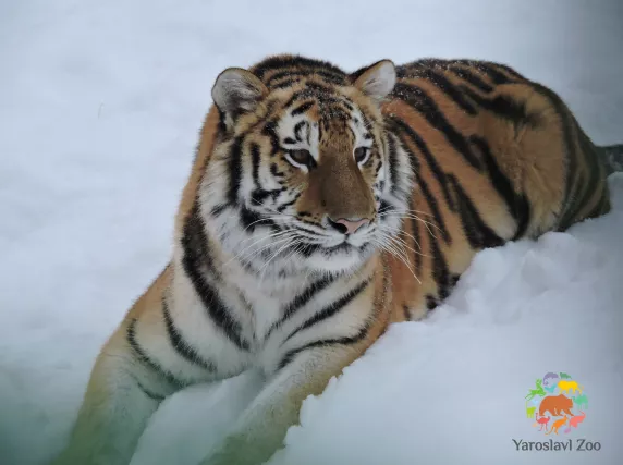 Фото к статье: Терзал питомцев и пугал людей: история семьи тигров из Ярославля