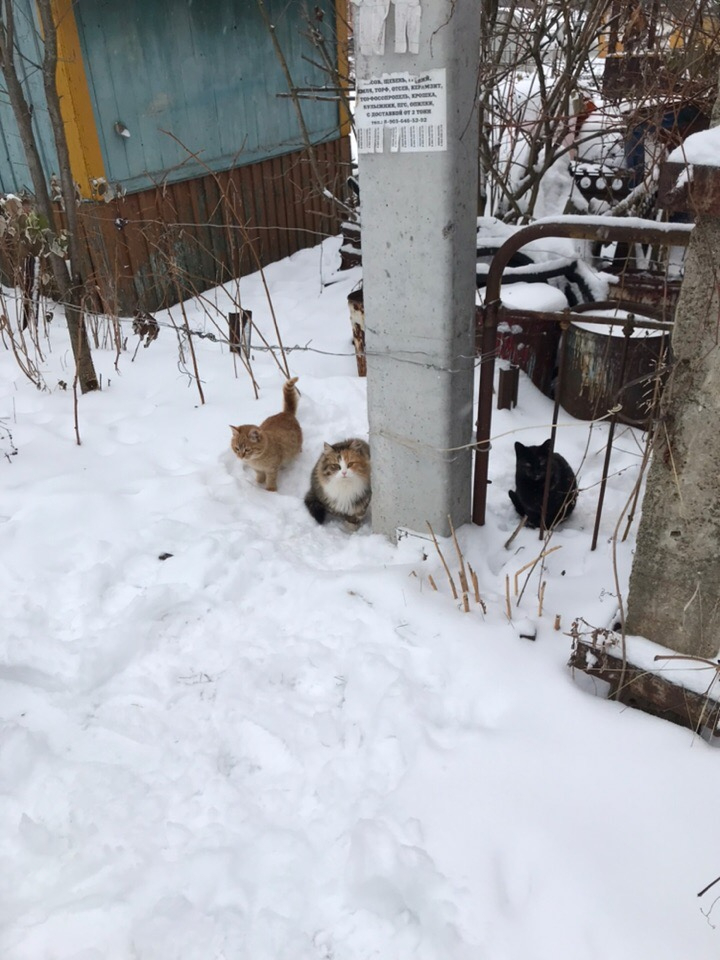 "Деревню котов" в Ярославле спасла кастрация
