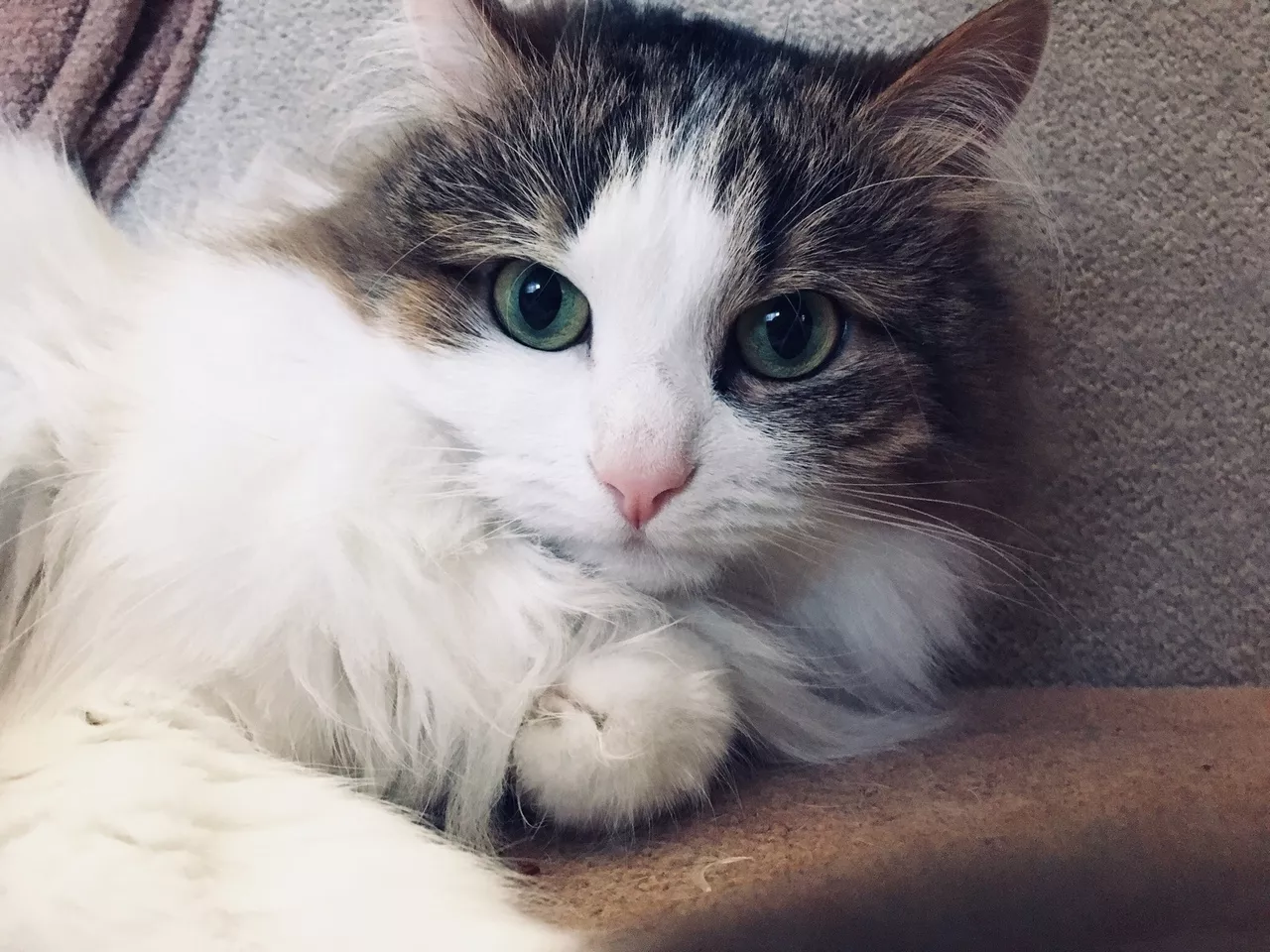 Фото к статье: Госдума вводит налоги на домашних животных: сколько заплатят ярославцы