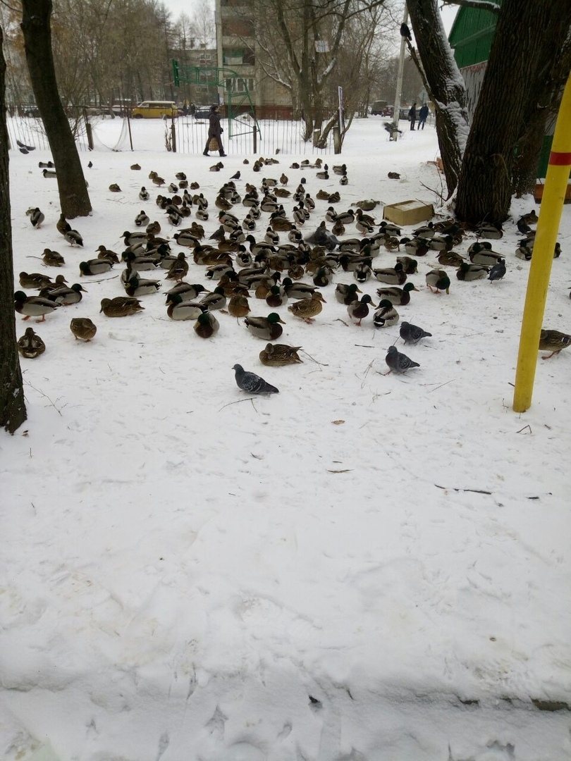 "Косят" под голубей: как спасти сотни уток, рассказал зоолог из Ярославля