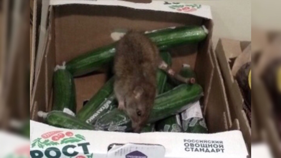 Дикие крысы выживают покупателей из магазинов: кадры из Ярославля