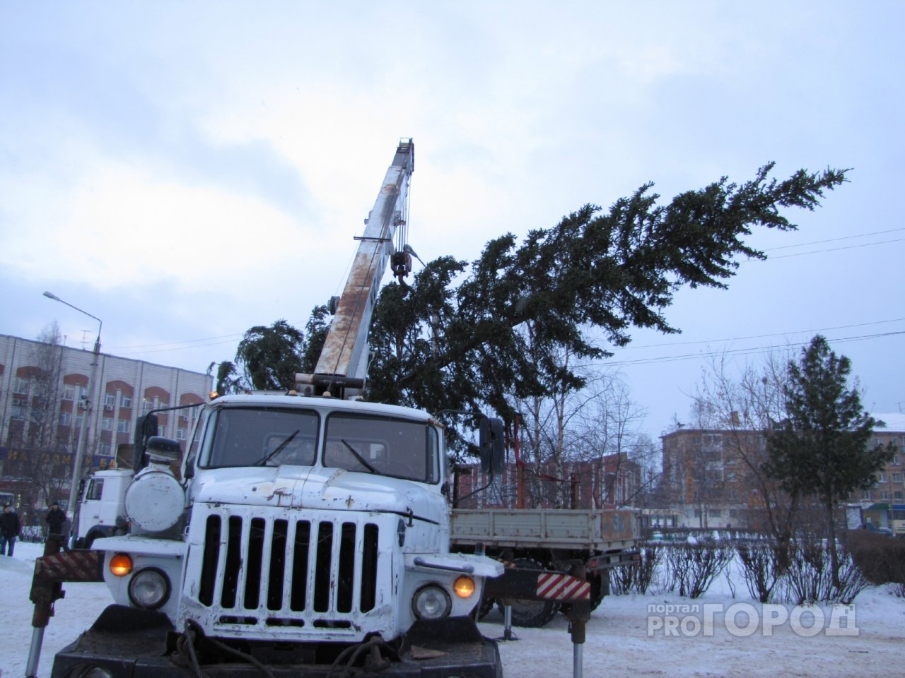 После праздников "Елкомобиль" соберет хвойные деревья с улиц Ярославля