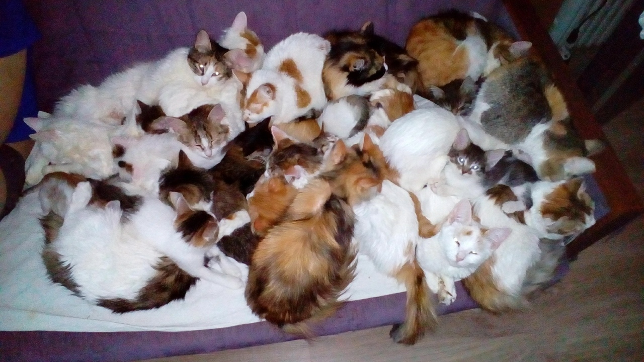 Двадцать кошек из мешка приютила семья из Ярославля