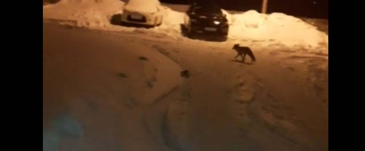 Снует по парковкам и пугает детей: дикую лису обнаружили в Брагино