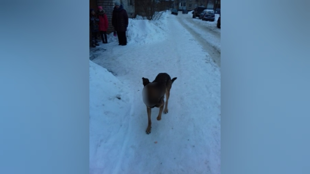 Собака набросилась на первоклассника в Рыбинске: мальчик в больнице