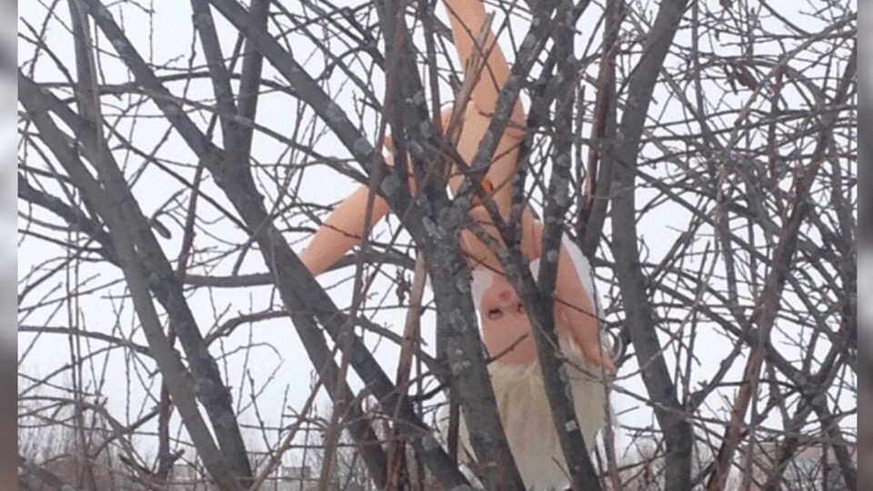 Сатанисты ли это: ярославский сектовед о голых куклах на деревьях