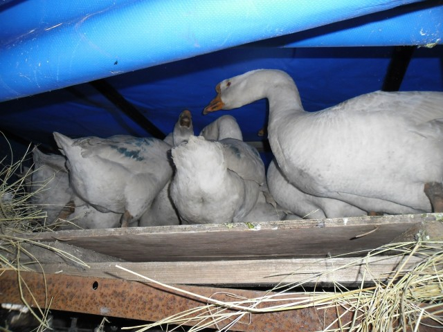 Справка для гуся: птиц без документов отказались пропускать через Ярославскую область