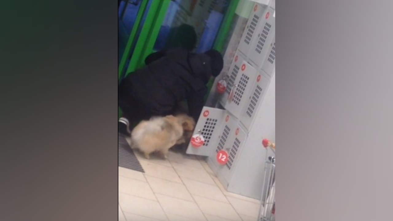 "Мешали шопингу": женщина заперла трех собак в камере хранения в Рыбинске. Видео