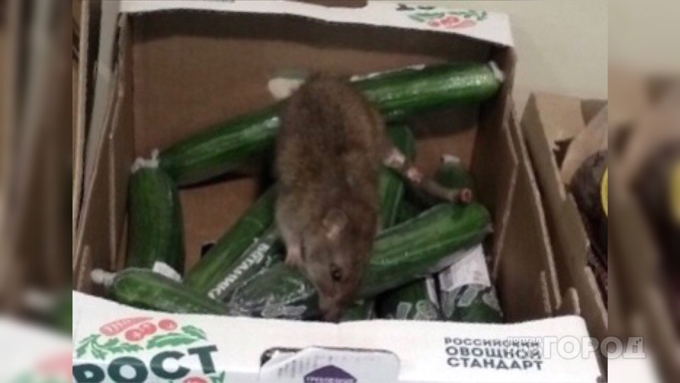 Крысы атакуют дома и топчутся по прилавкам: ярославцы в шоке от увиденного