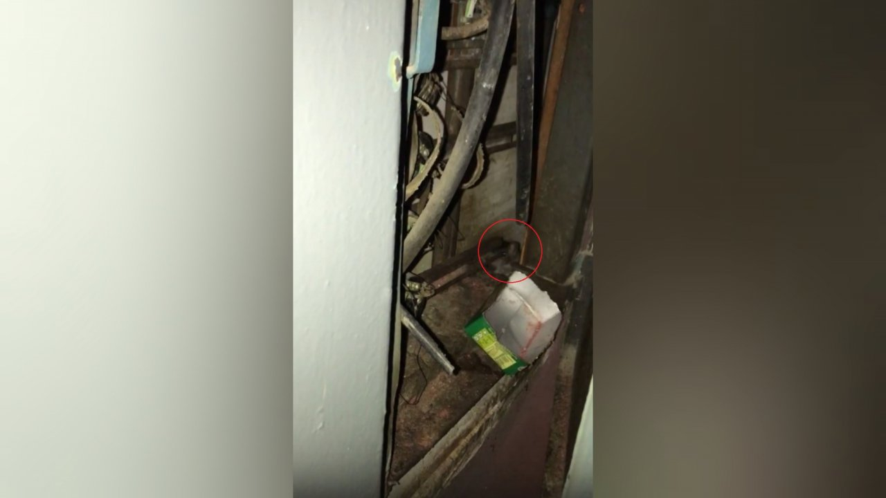 "Много светящихся глаз": крысы атакуют дома ярославцев