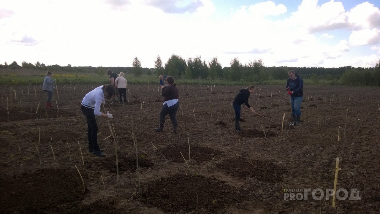 Дачников оставили без огородов на майские праздники: мнение агронома из Ярославля