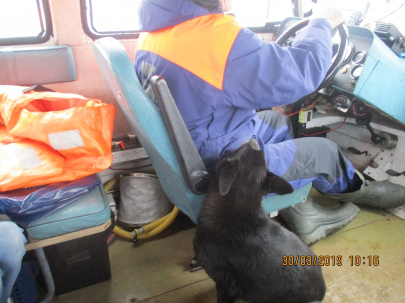Собаку, "путешествующую на льдине", спасли в Ярославле