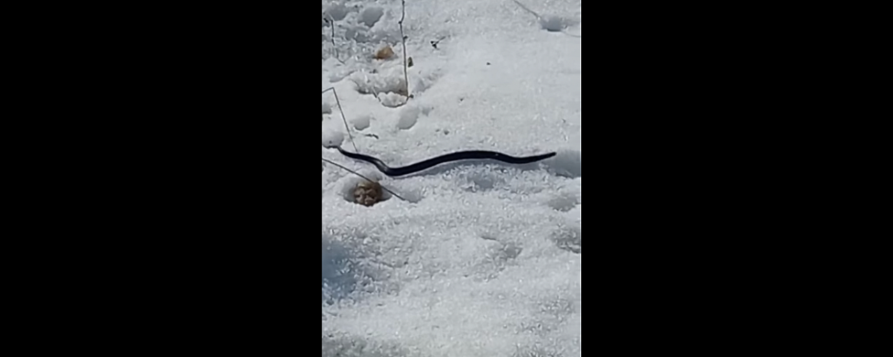 Ярославцев из-под снега атакуют змеи: где их заметили