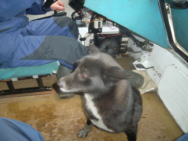 Скулил и прижимался: пса спасли с оторвавшейся льдины в Ярославле