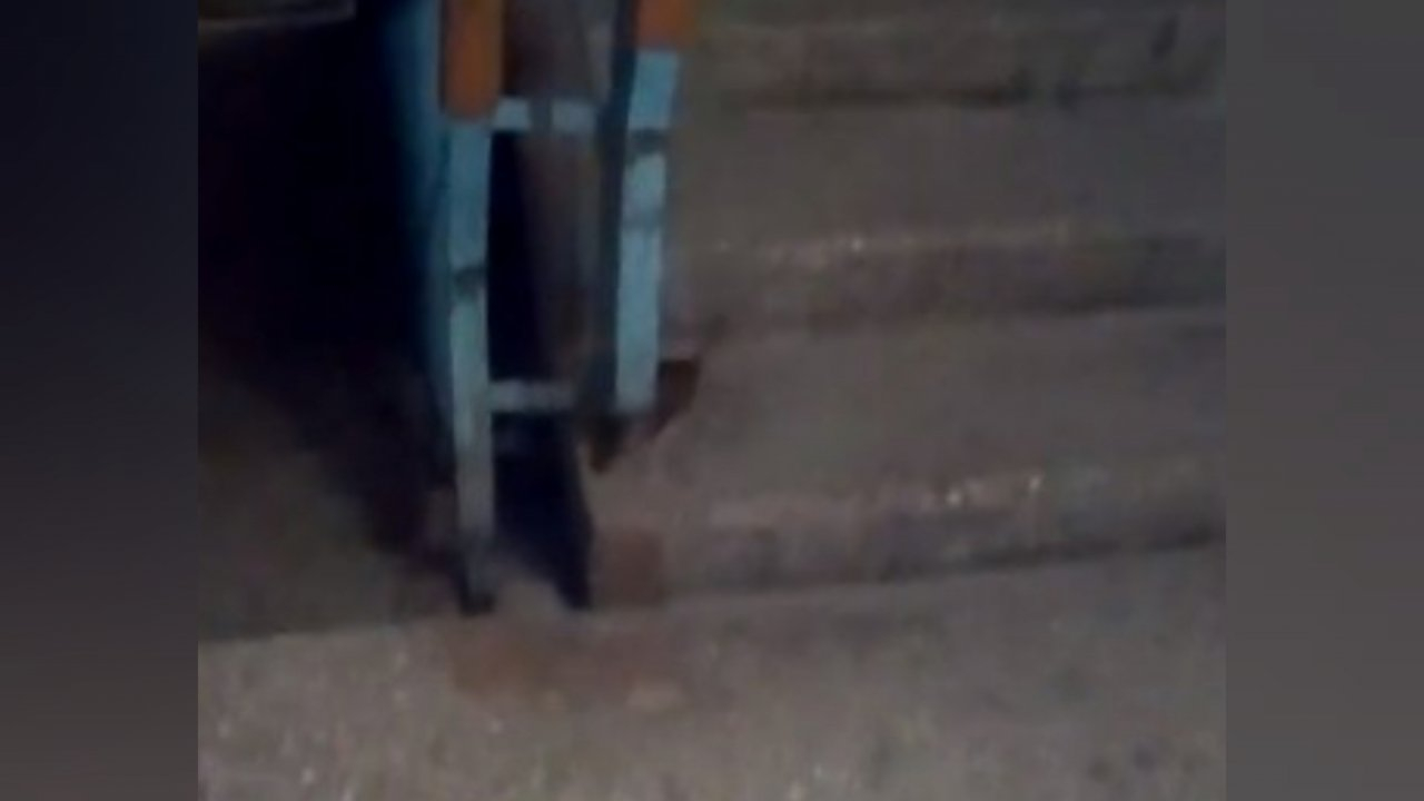 "Мы боимся заходить домой": крысы атаковали жильцов высотки в Брагино. Видео