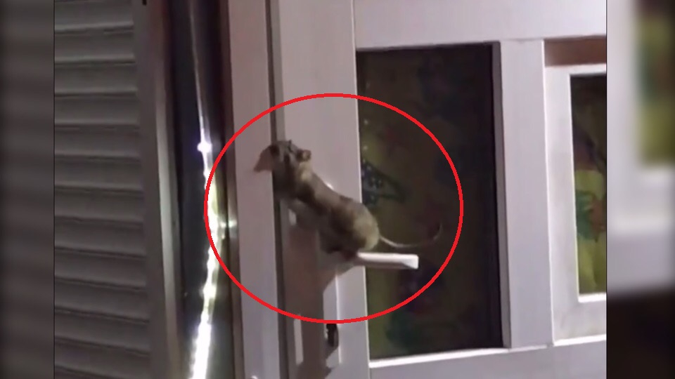 Сидит на ручке входной двери: крысы атаковали овощные палатки в Ярославле